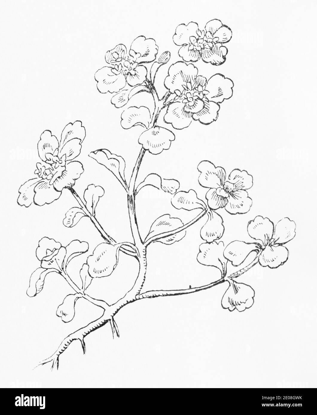 Antica illustrazione botanica incisione di sassifraggi dorati a foglie opposte / Crisosplenium oppositifolium. Vedere Note Foto Stock