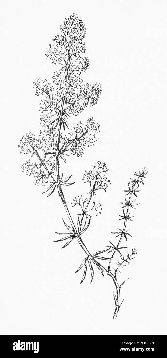 Antica illustrazione botanica incisione di Lady's Bedstrain / Galium verum. Pianta di erbe medicinali tradizionali. Vedere Note Foto Stock