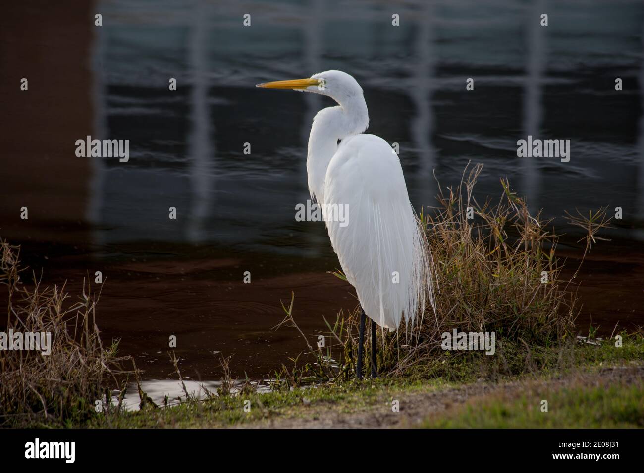 Splendida Florida Great White Egret in piedi sulla riva di fronte all'acqua. Foto Stock