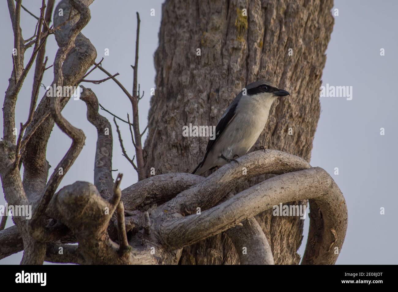 Close-up Foto Stock