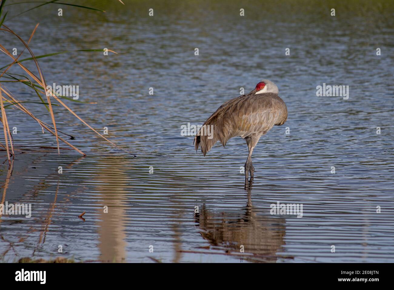 Florida Sandhill Crane in piedi nel fiume. Riflesso di Sandhill Crane visibile sull'acqua. Foto Stock