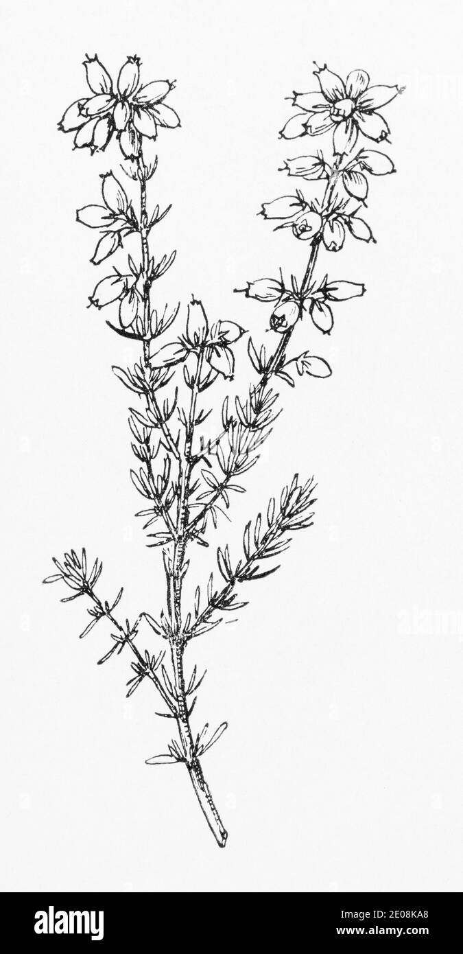 Antica illustrazione botanica incisione di Erica cinerea / Bell Heather. Pianta di erbe medicinali tradizionali. Vedere Note Foto Stock