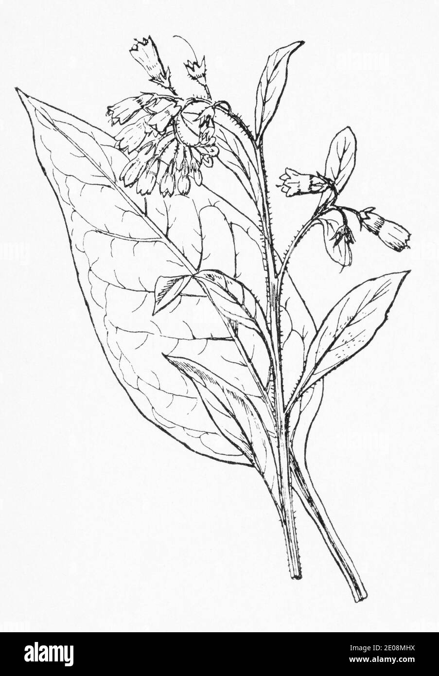 Antica illustrazione botanica incisione di Comfrey / Symphytum officinale. Famosa pianta medicinale tradizionale a base di erbe. Vedere Note Foto Stock