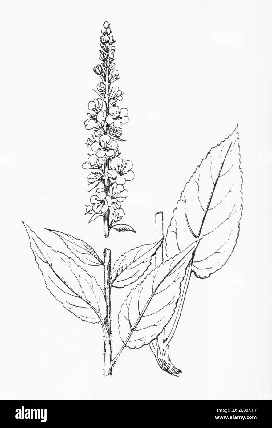 Antica illustrazione botanica incisione di Verbascum nigrum / Mullein Nero. Pianta di erbe medicinali tradizionali. Vedere Note Foto Stock