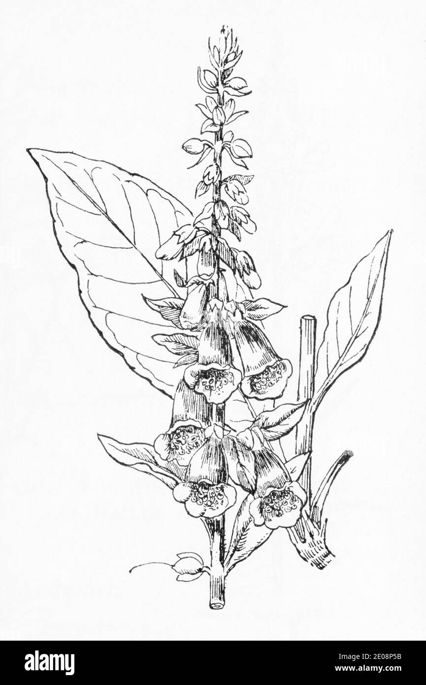 Vecchia illustrazione botanica incisione di Foxguanto viola / Digitalis purea. Pianta di erbe medicinali tradizionali. Vedere Note Foto Stock