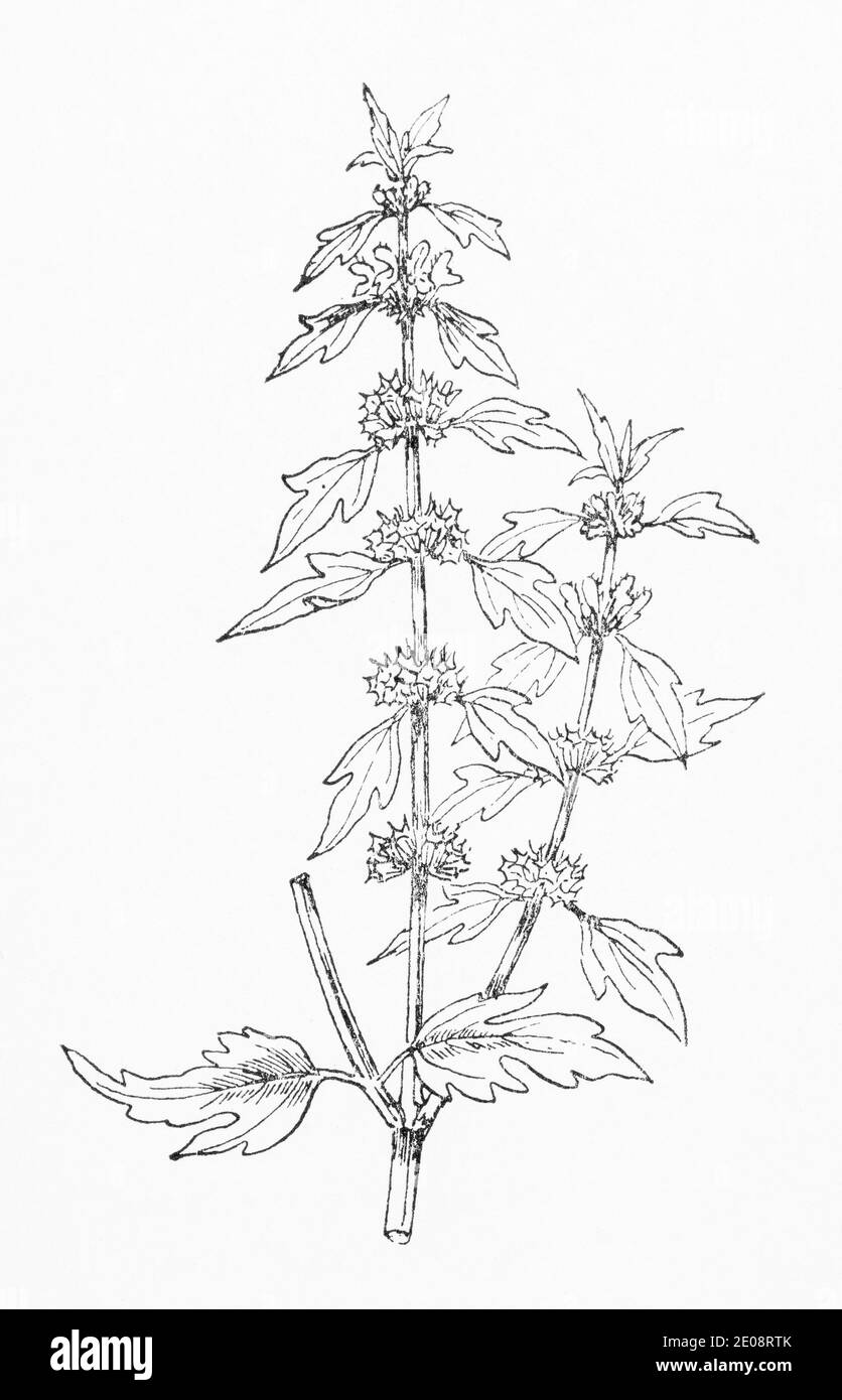 Antica illustrazione botanica incisione di Leonurus cardiaca / Motherwort. Pianta di erbe medicinali tradizionali. Vedere Note Foto Stock