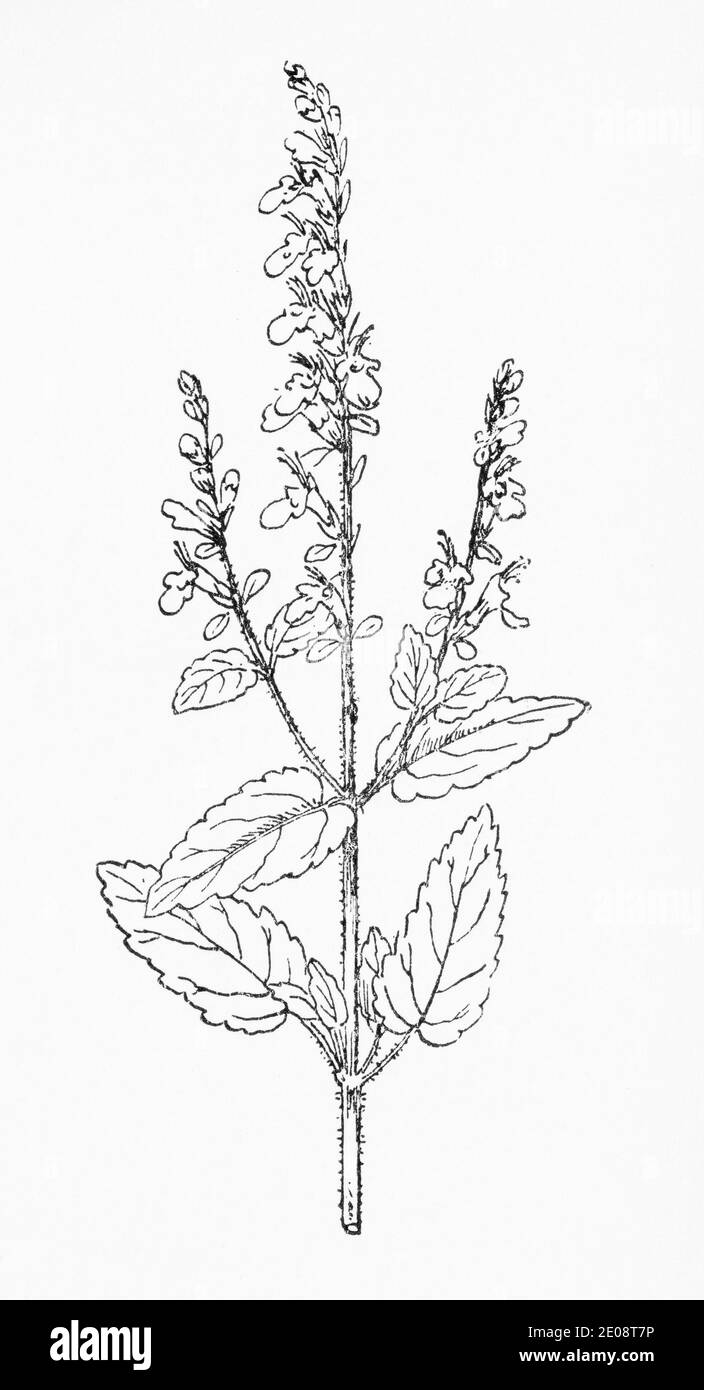 Antica illustrazione botanica incisione di Teutrium scorodonia / Sage di legno. Pianta di erbe medicinali tradizionali. Vedere Note Foto Stock