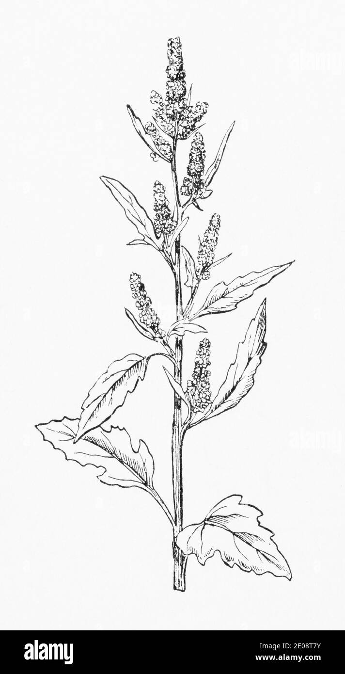 Vecchia illustrazione botanica incisione di Chenopodium album / Fat Hen, piede d'oca bianco. Alcuni usi nella medicina Ayurvedica piuttosto che in Europa. Vedere Note Foto Stock