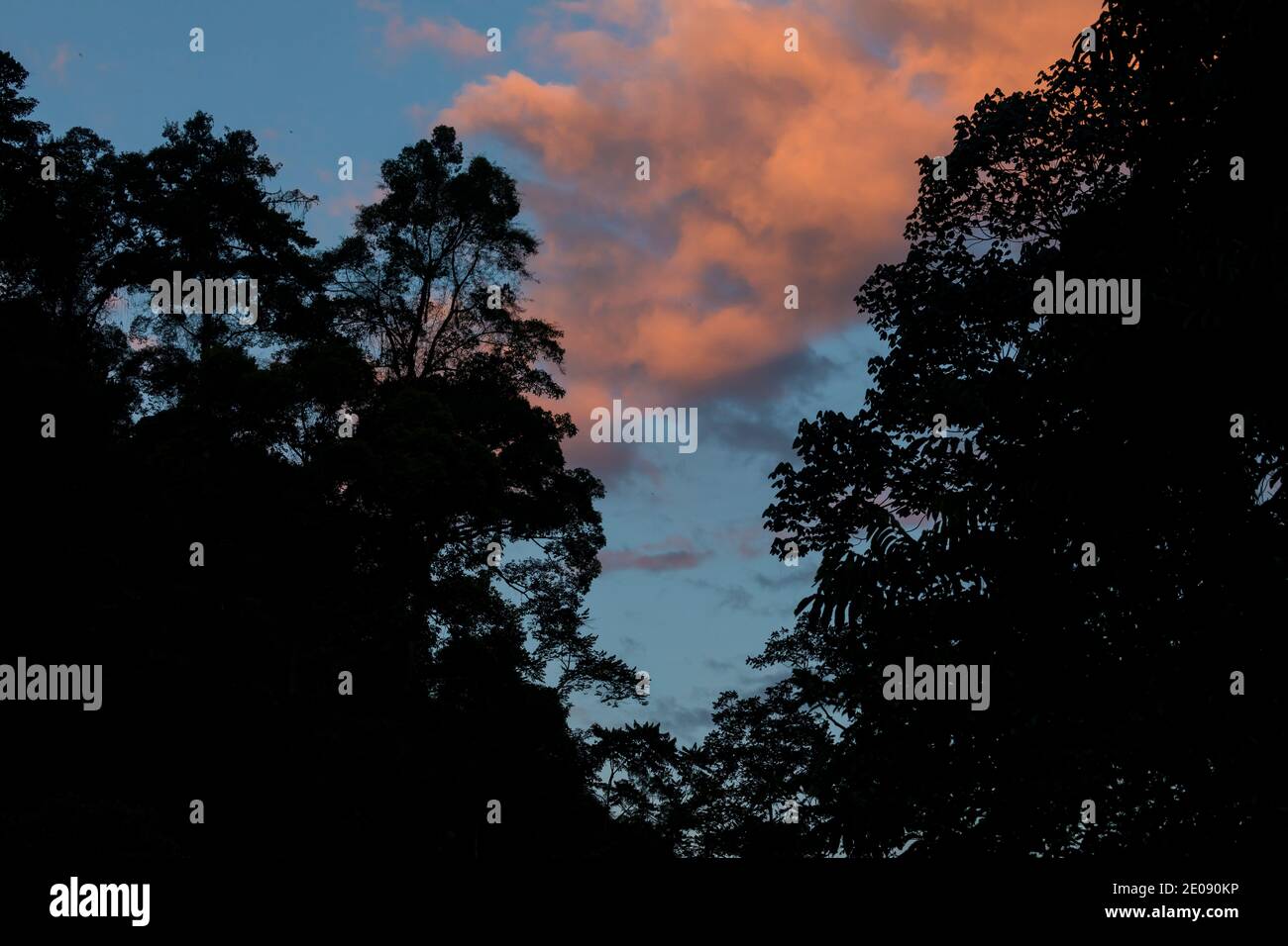 Timelapse della giungla e degli alberi di Sumatra Nord, nel Parco Nazionale di Gunung Leuser, al tramonto, vicino al fiume Bohorok, come la luce si spegne. Foto Stock