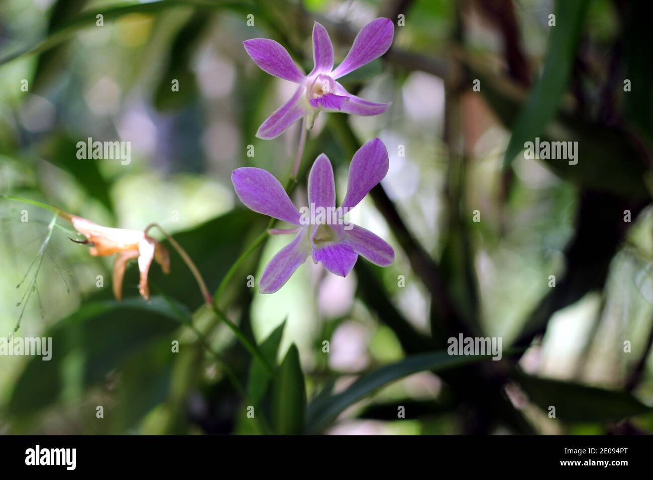 Due orchidee di colore viola chiaro nel giardino domestico Foto Stock