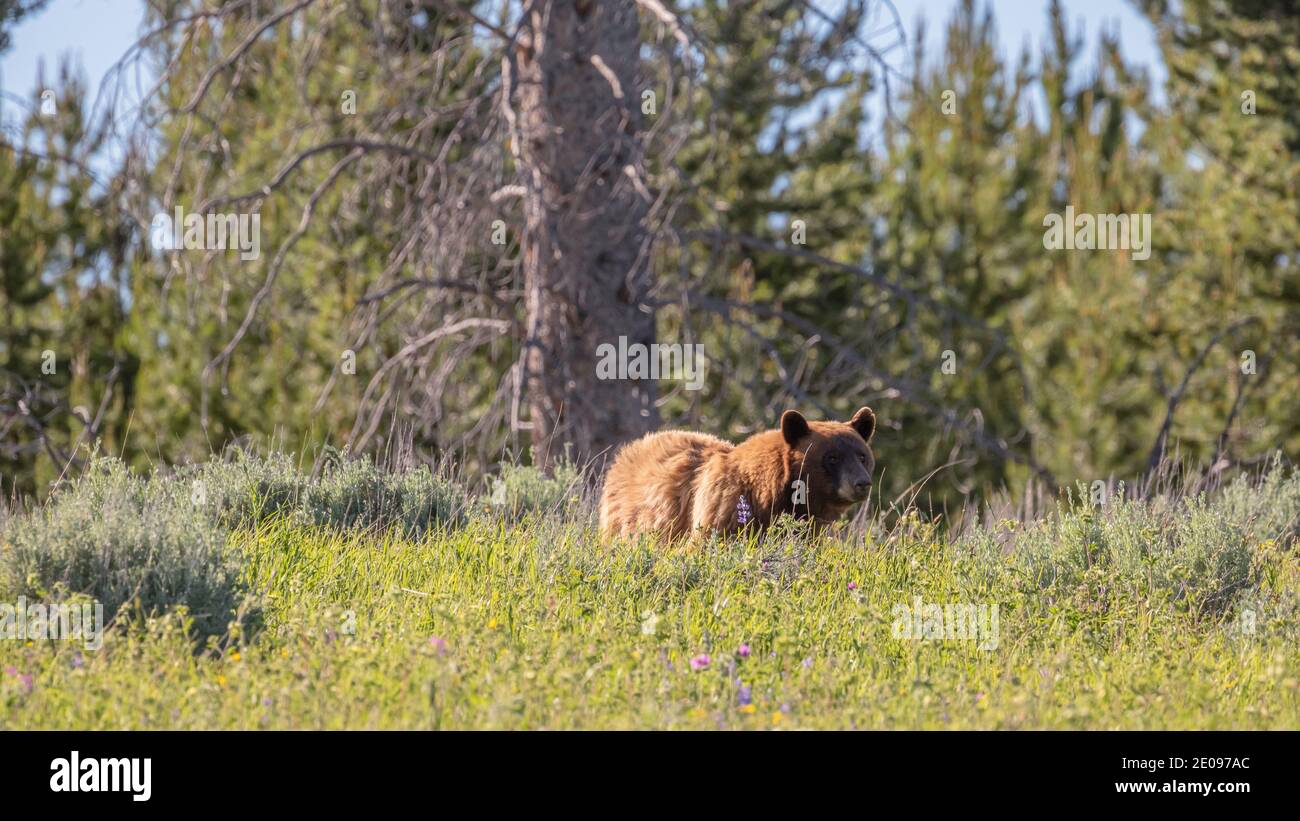 Orso selvaggio in Yellowstone Foto Stock