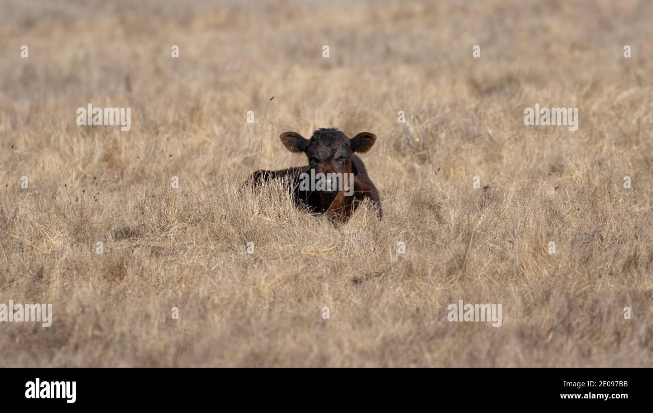 Mucche su un ranch Foto Stock