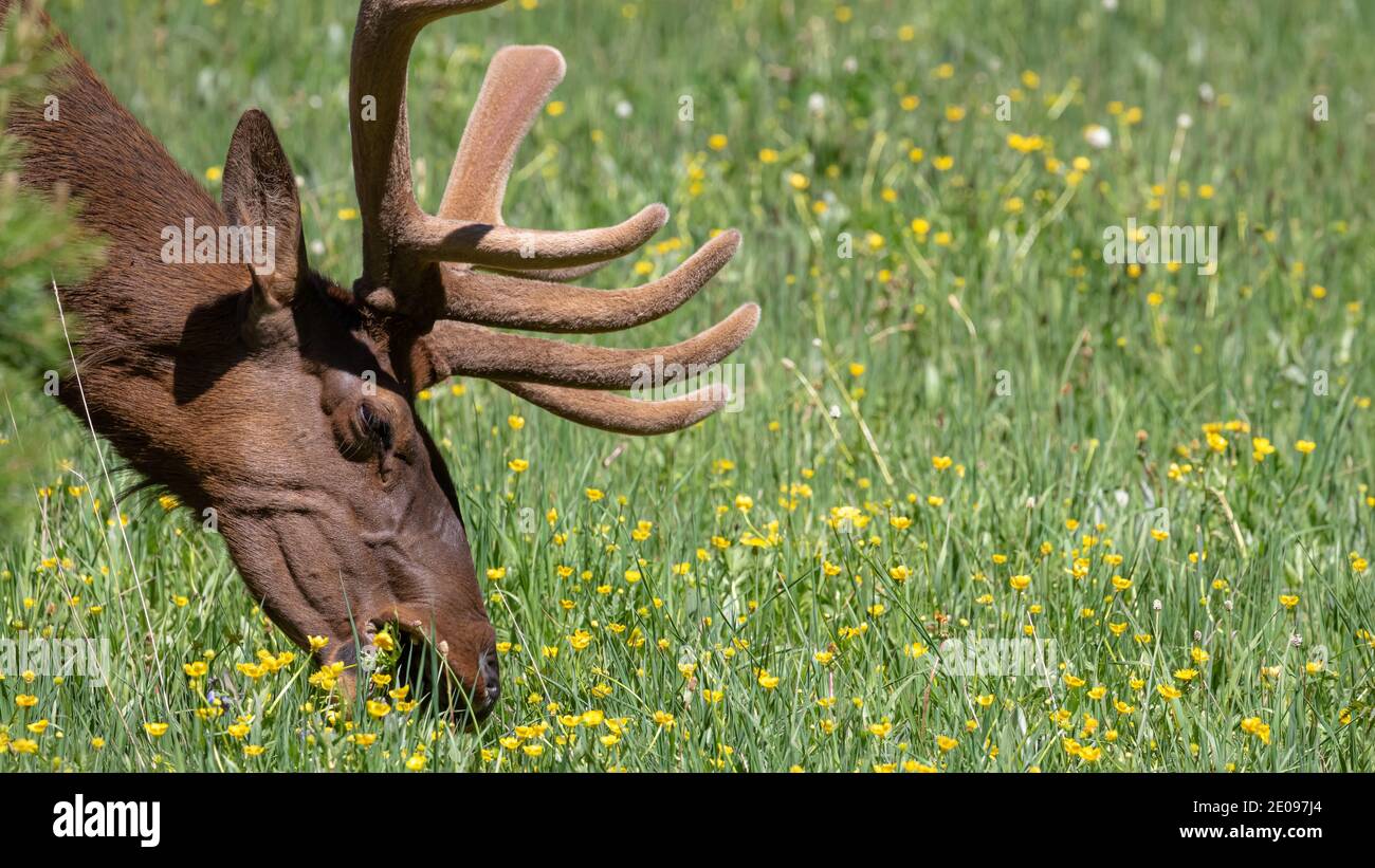 Elk nel Montana Foto Stock