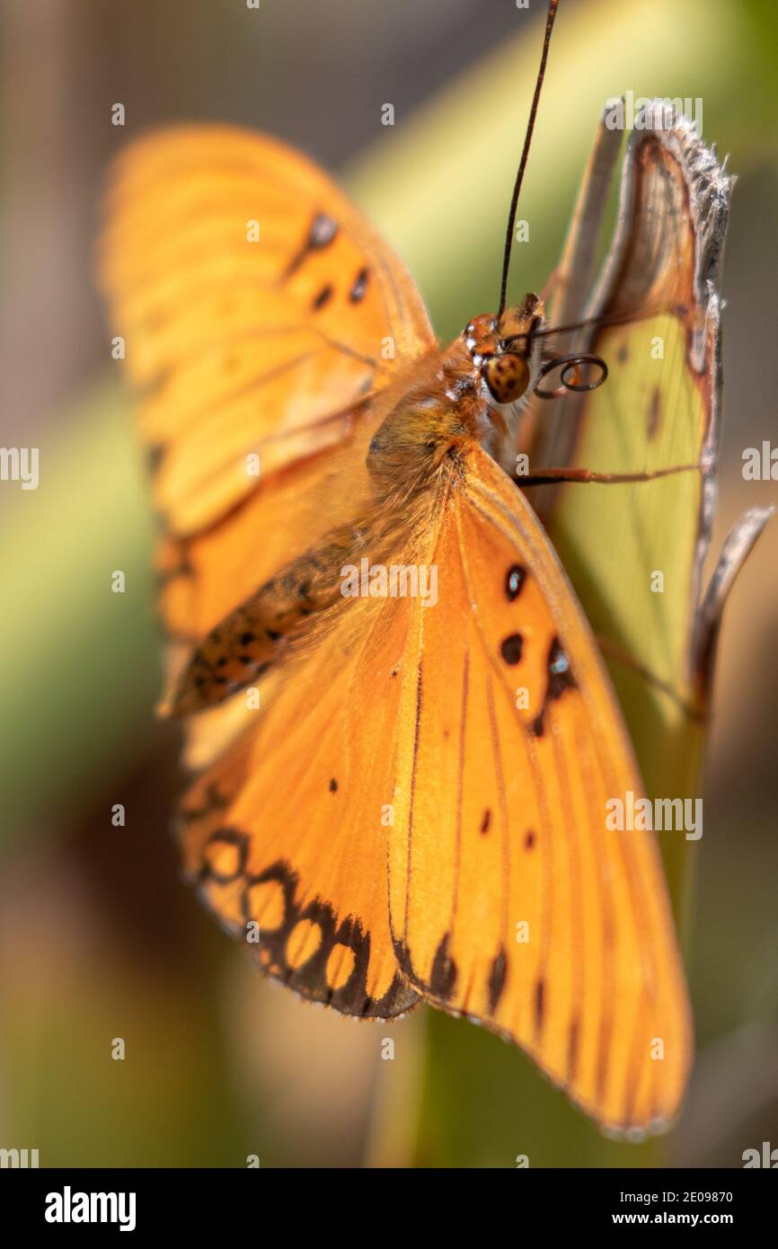 Bella Moth Foto Stock