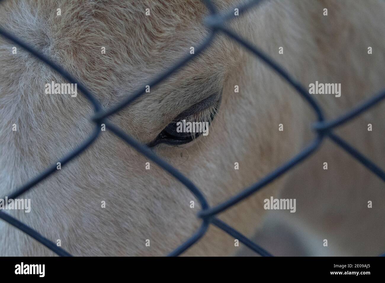 Horse Close Up Foto Stock