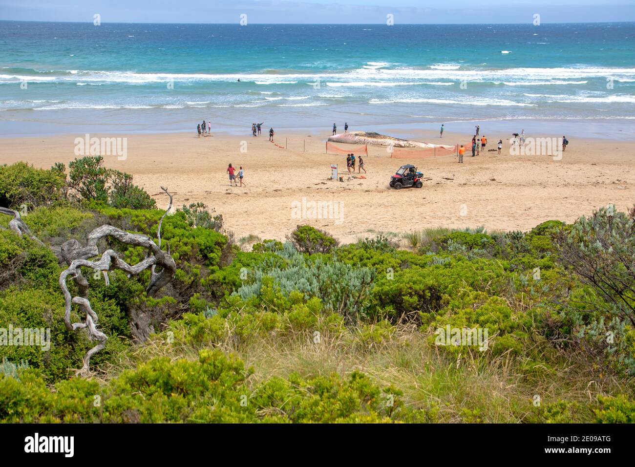 Una balena di sperma di 18 metri bagnata a Fairhaven Beach (Dicembre 2020) Foto Stock