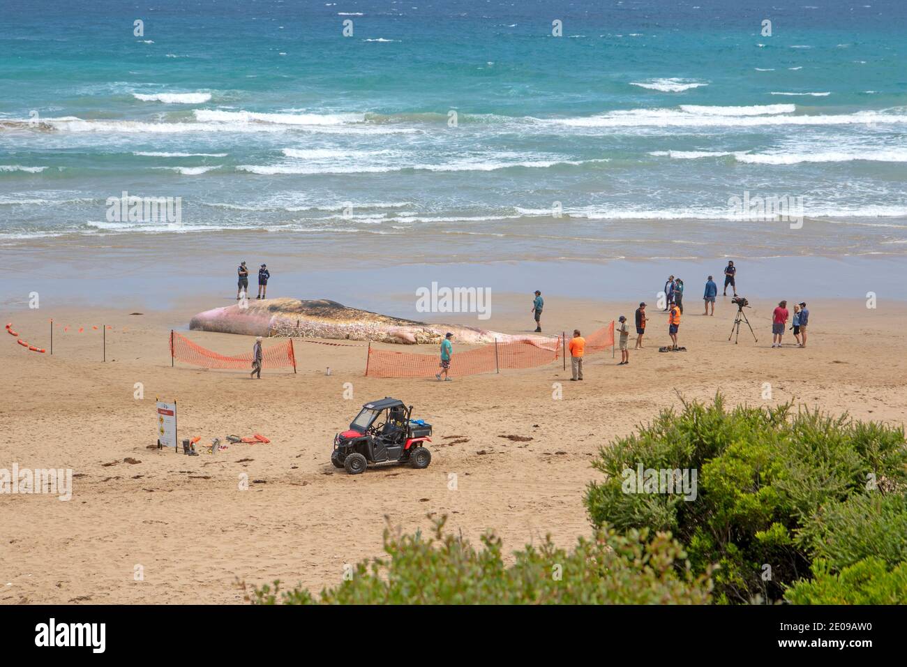 Una balena di sperma di 18 metri bagnata a Fairhaven Beach (Dicembre 2020) Foto Stock