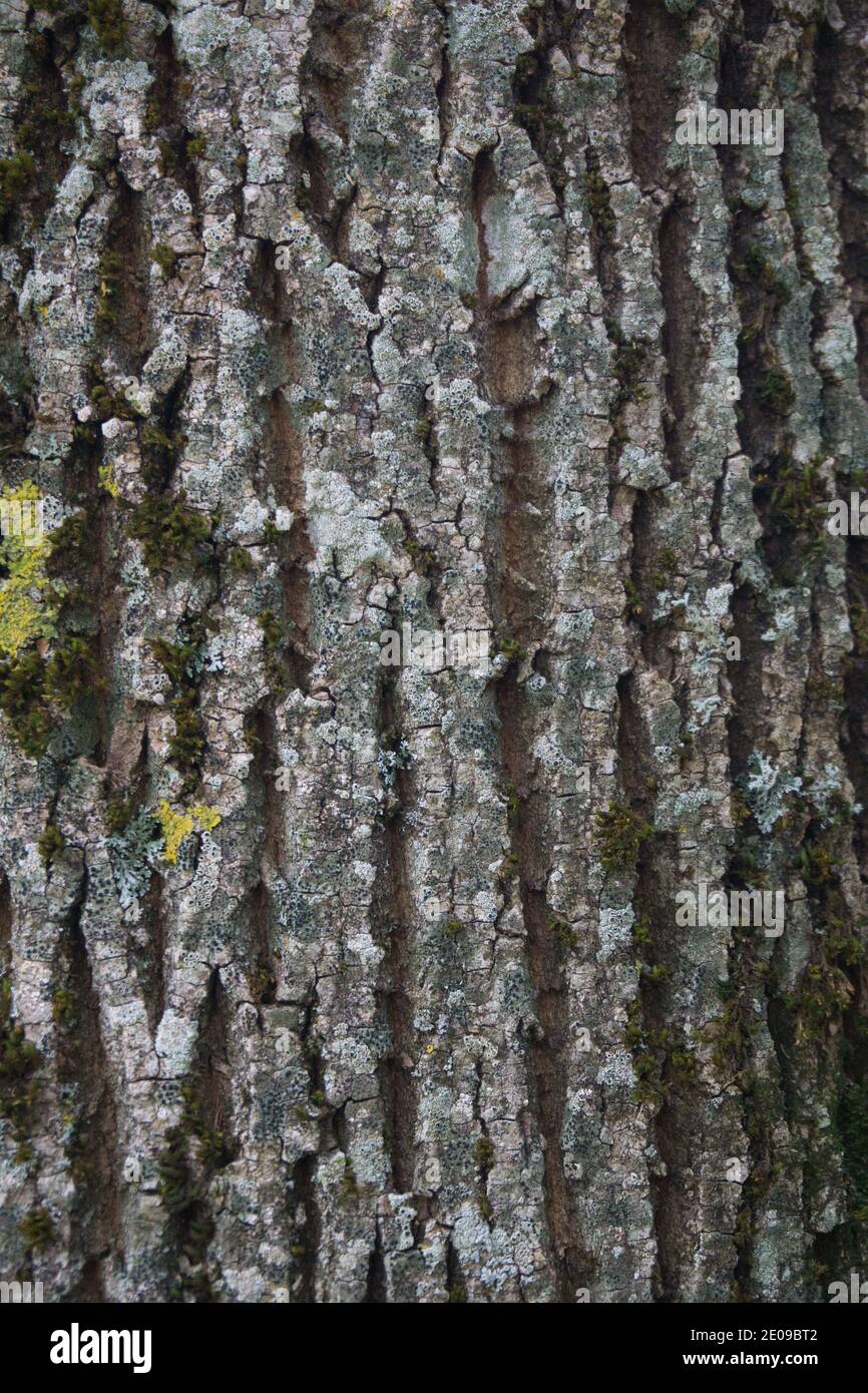 albero corteccia superficie texture primo piano nel parco nazionale di spagna Foto Stock