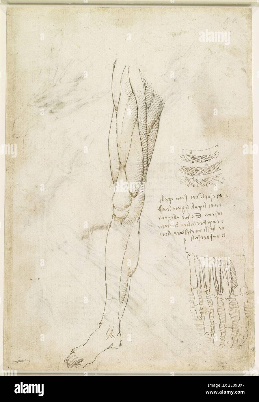 Leonardo da Vinci - recto i muscoli della gamba, e i muscoli intercostali. Foto Stock