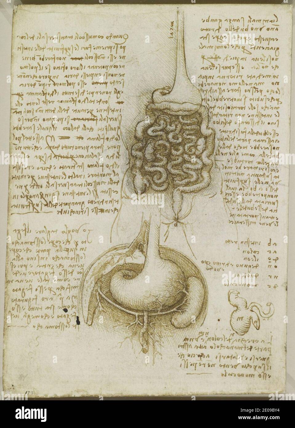 Leonardo da Vinci - verso il tratto gastrointestinale, e lo stomaco, fegato e milza c.1508. Foto Stock