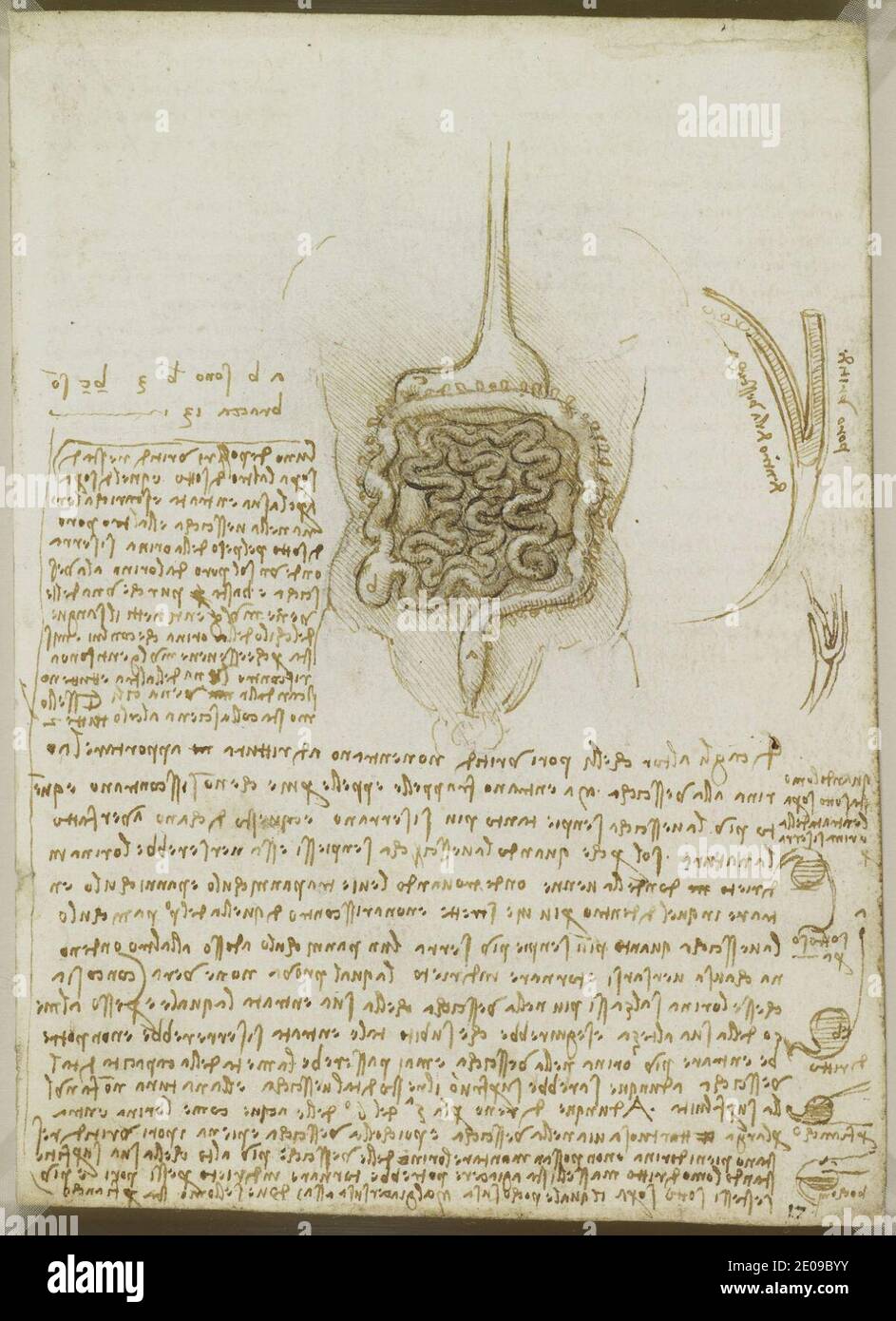 Leonardo da Vinci - recto il tratto gastrointestinale, e la vescica. Foto Stock