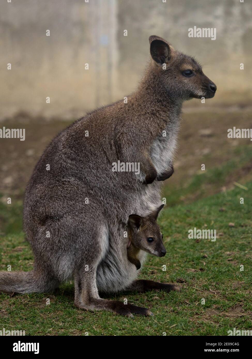 Ritratto laterale di femmina rosso-collo wallaby Bennets macropus rufegriseus con Baby joey in custodia in Bleichnau Baden-Wuerttemberg Germania Foto Stock