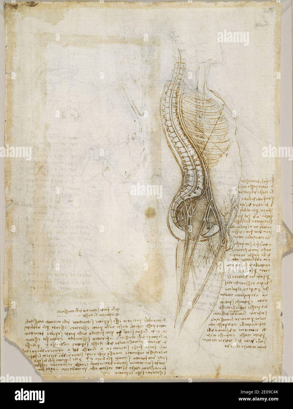Leonardo da Vinci - recto diagramma della colonna vertebrale, nervi, vasi, ecc., e note sui muscoli intercostali. Foto Stock