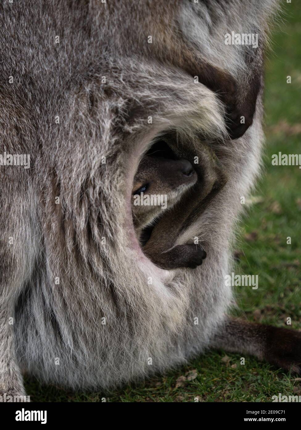 Closeup del bambino aperto del sacchetto joey del wallaby femminile del collo rosso Bennets macropus rufogriseus a Bleichnau Baden-Wuerttemberg Germania Foto Stock