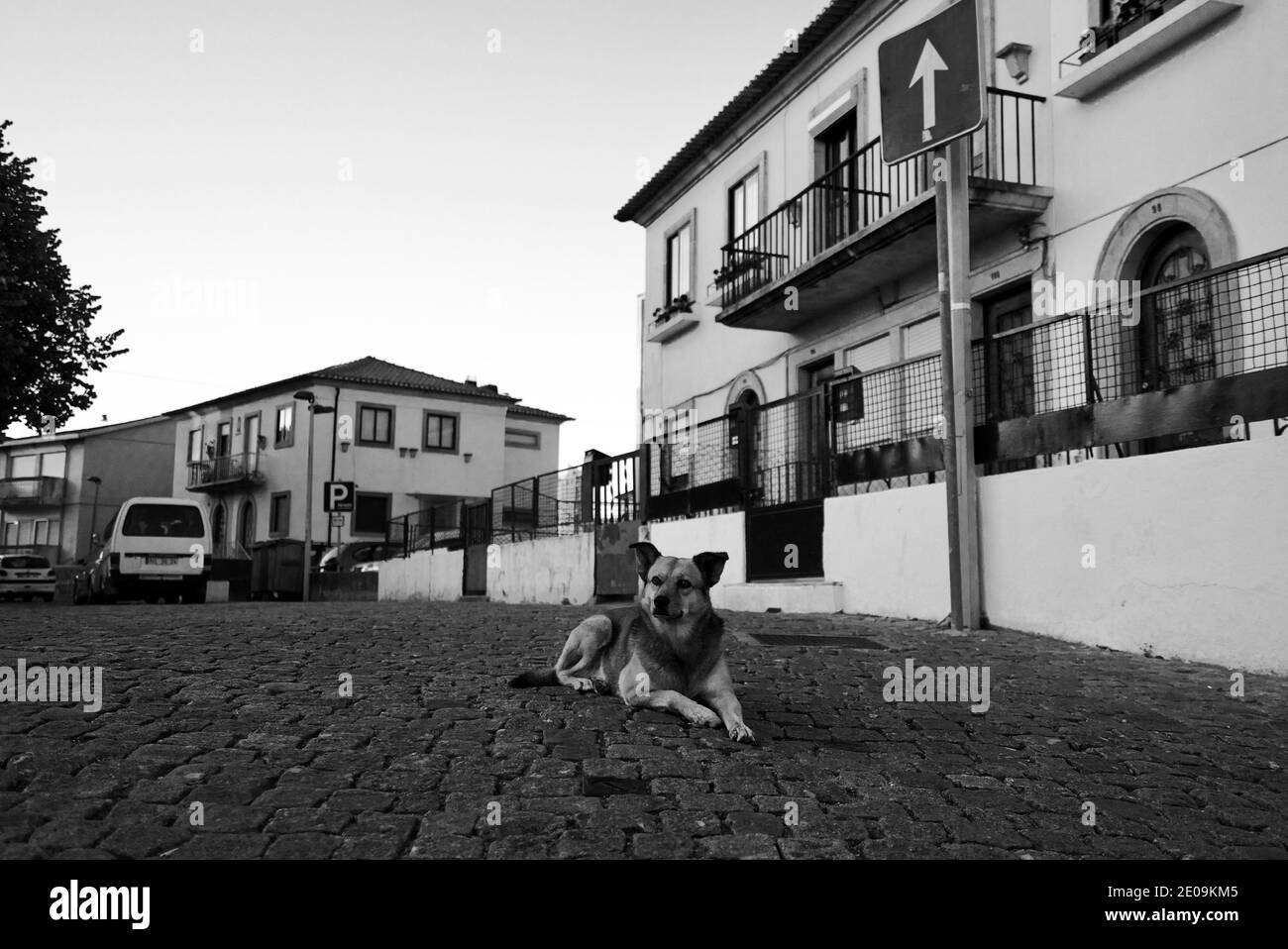 Un cane apparentemente randagio seduto nelle strade di Porto, Portogallo. Cane da strada. Foto Stock