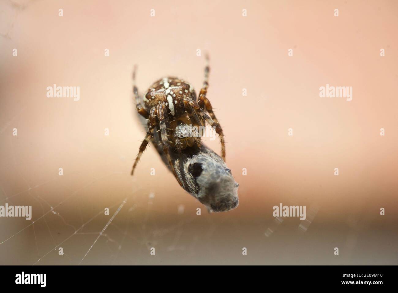 Ragno giardino europeo che avvolge una mosca nella sua rete, macro primo piano scatto. Un ragno che avvolge una mosca in una tela di seta. Araneus diadematus. Tessitore d'orbo coronato. Foto Stock
