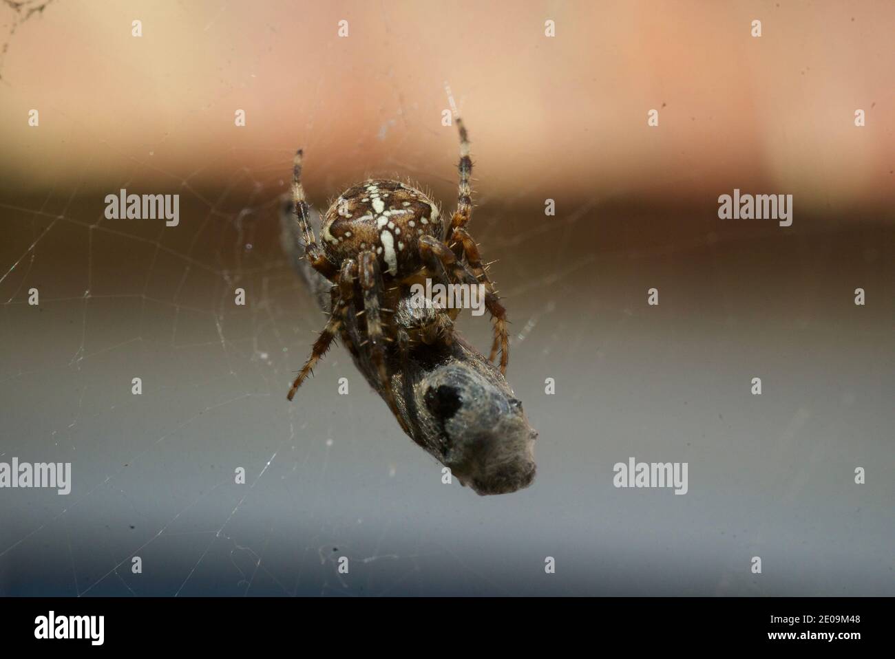 Ragno giardino europeo che avvolge una mosca nella sua rete, macro primo piano scatto. Un ragno che avvolge una mosca in una tela di seta. Araneus diadematus. Tessitore d'orbo coronato. Foto Stock
