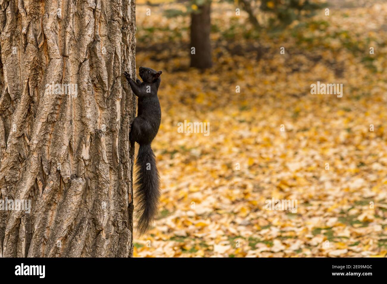 Vista ravvicinata di uno scoiattolo nero marrone strisciato su un tronco d'albero. Foglie gialle caduti su tutto il terreno nel parco autunnale. Foto Stock