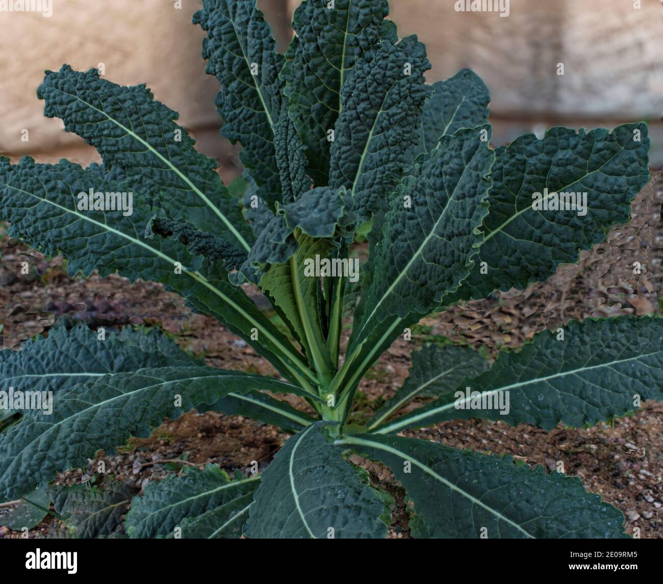 Una pianta sana e organica di Dinosaur Kale verde-blu Foto Stock