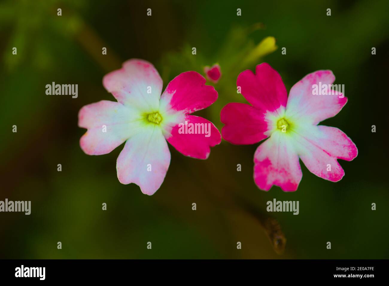 Piccoli fiori bianchi e rosa Foto Stock