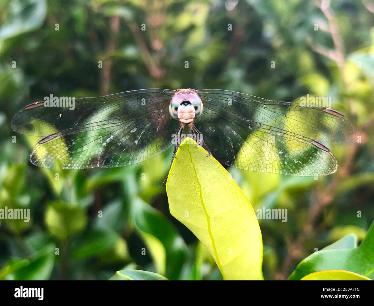 Dragonfly su-Chiudi Foto Stock