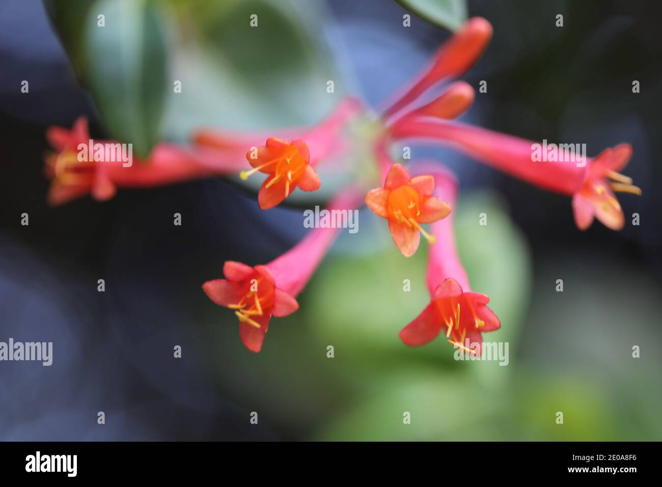 Piccoli fiori di colore rosa Foto Stock
