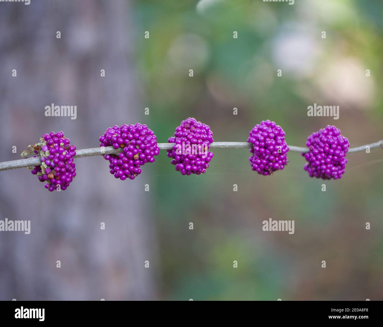 Fiori Berries Foto Stock