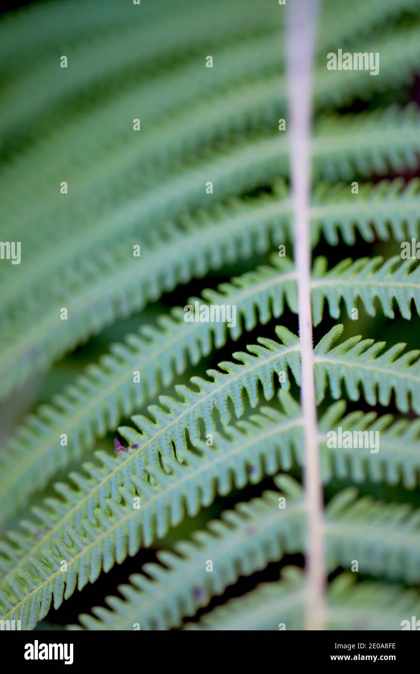 Filodendro verde Foto Stock