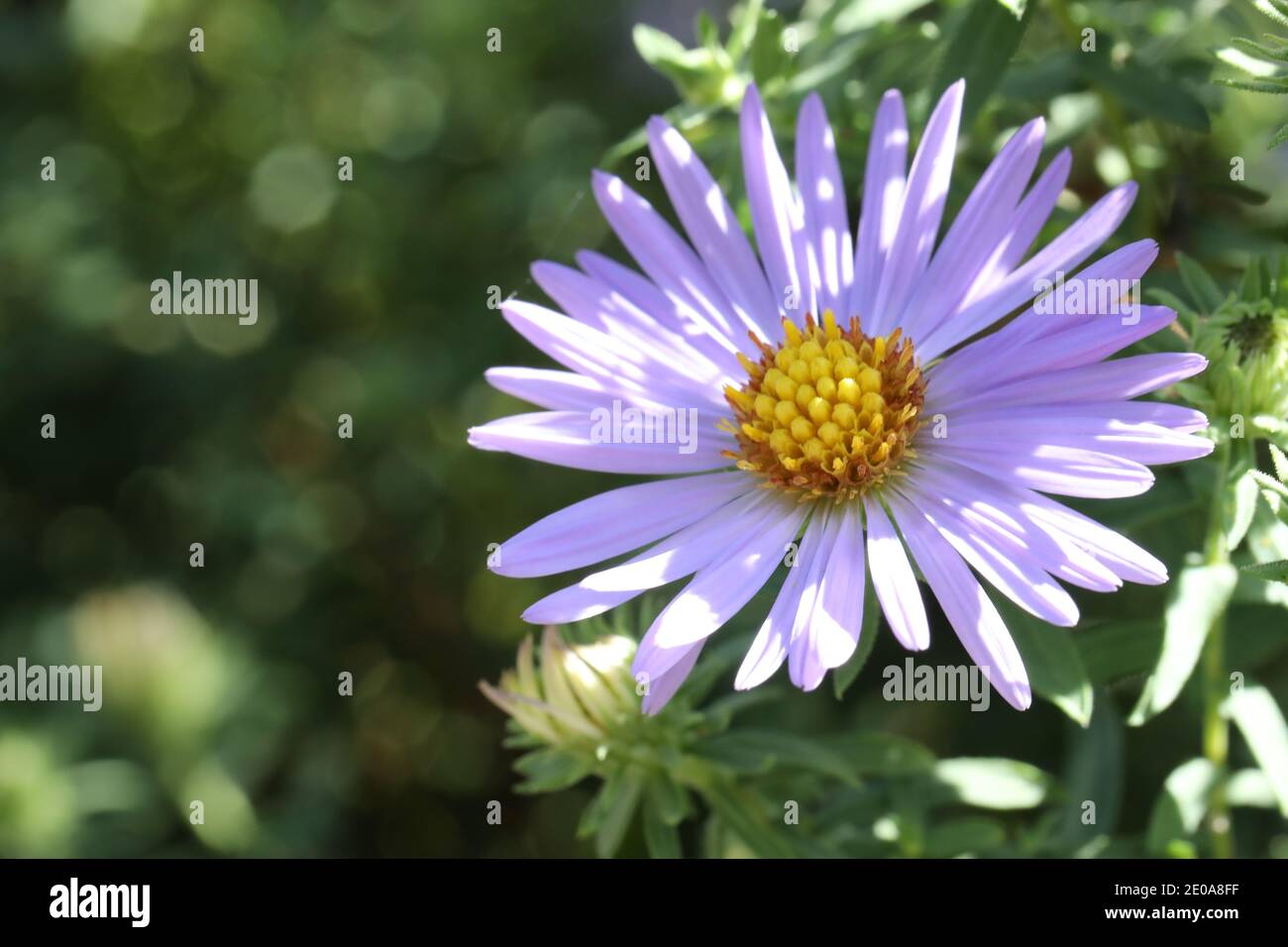 Fiore rosa Foto Stock