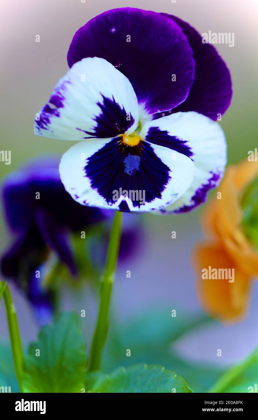 Viola e Bianco Pansy Foto Stock