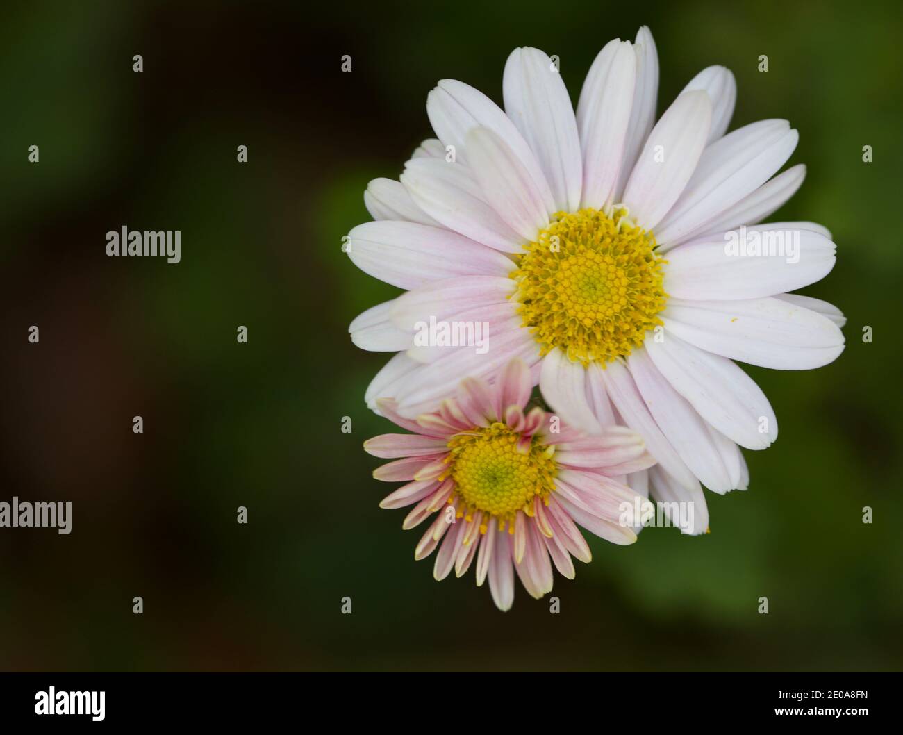 Grande e piccolo Daisy Foto Stock