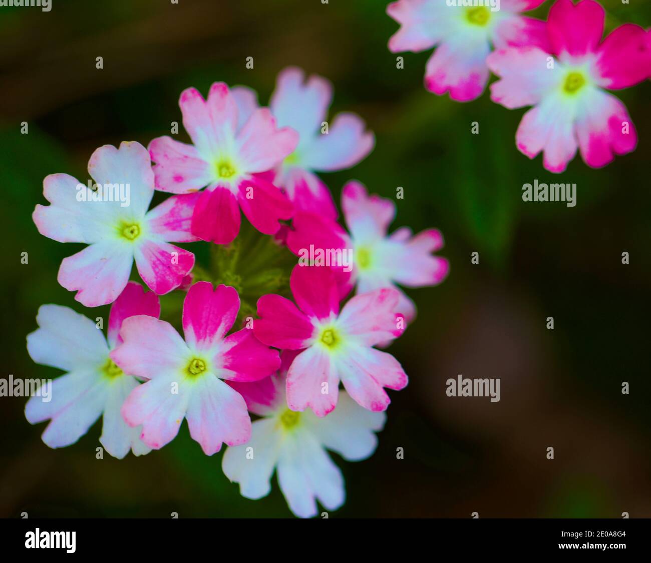 Fiori bianchi e rosa Foto Stock