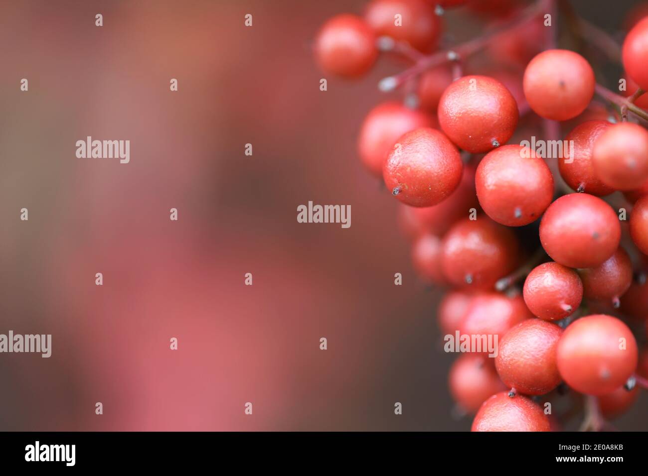 Red Berries impigliare da albero Foto Stock