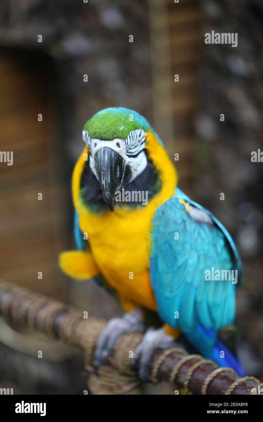 Macaw blu e giallo (Ara ararauna), pappagallo di Macaw su sfondo naturale Foto Stock