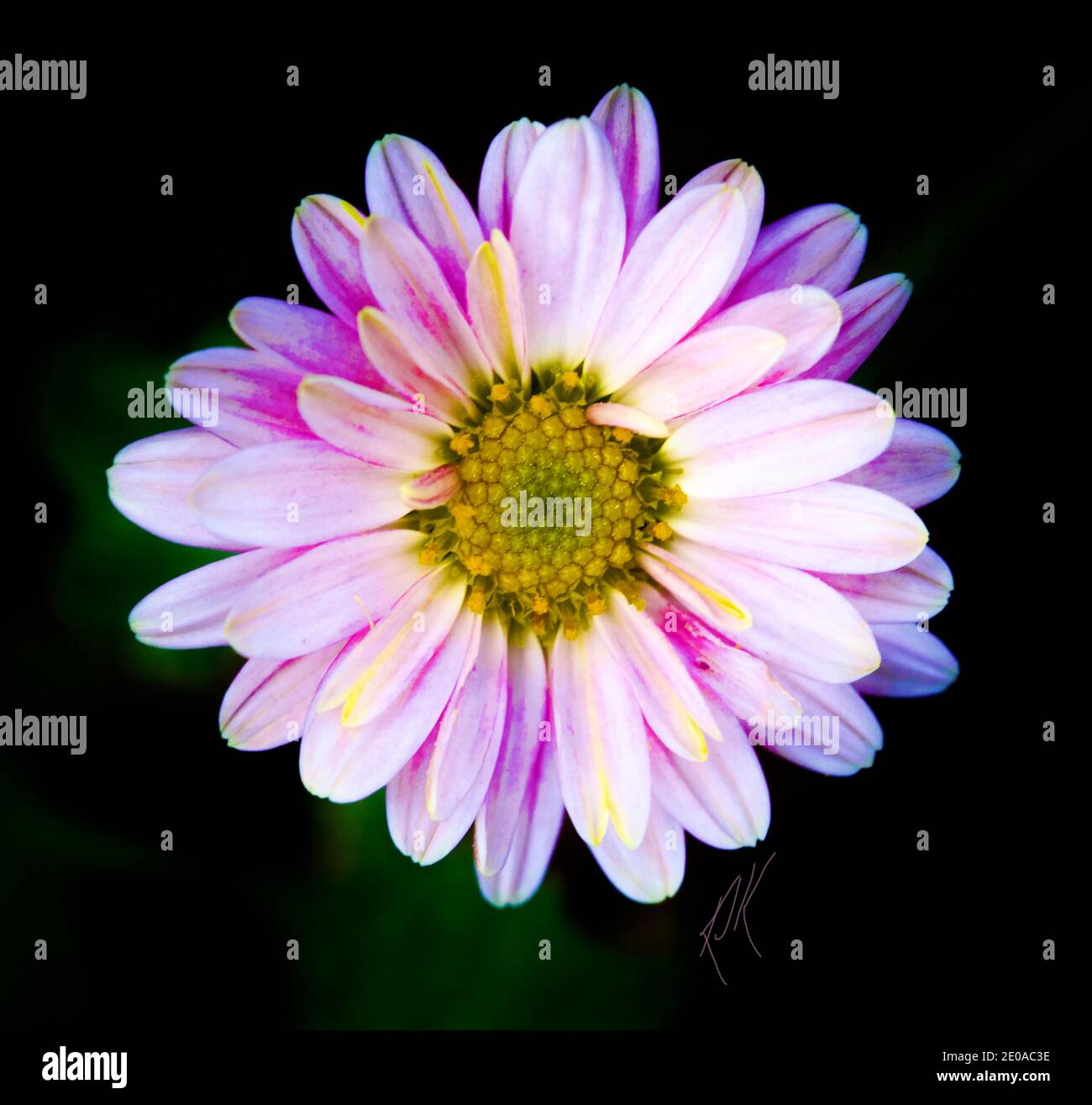 Fiore a margherita migliorato su-vicino Foto Stock