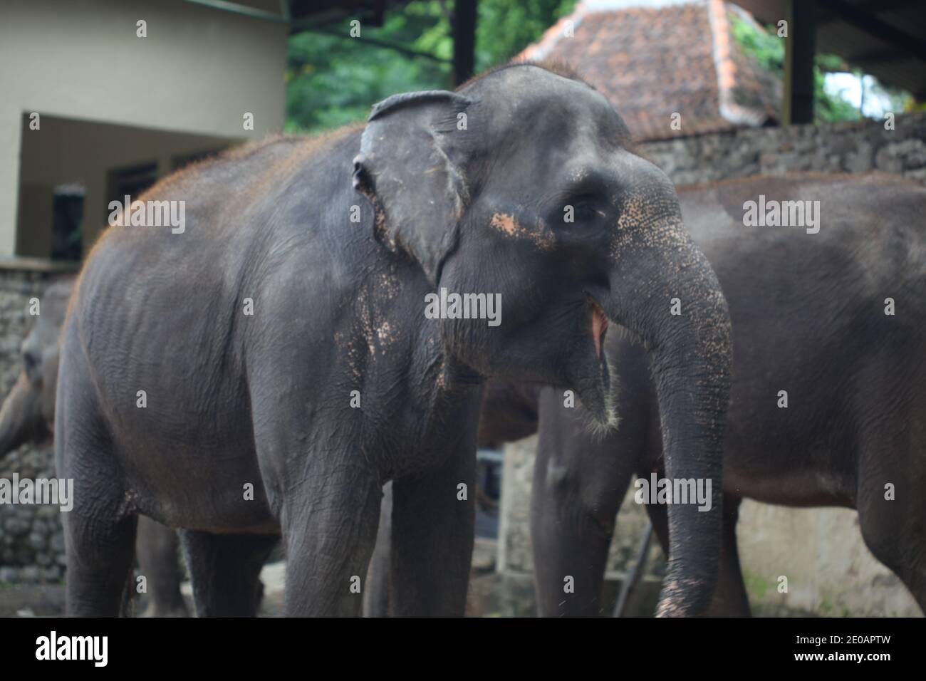 Elefante di Sumatran allo Zoo di Yogyakarta Foto Stock