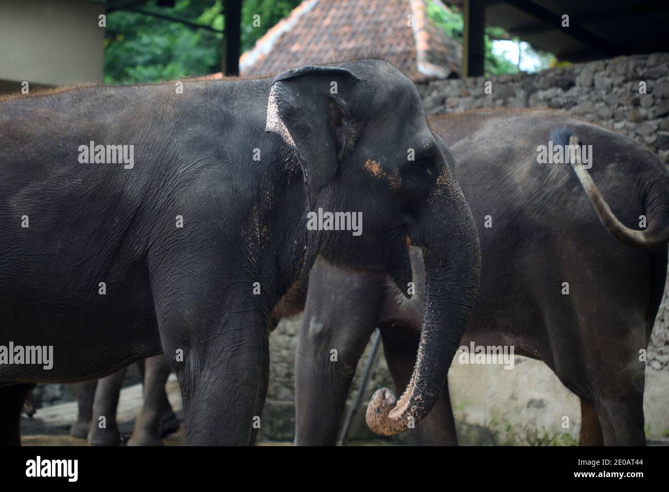 Elefante di Sumatran allo Zoo di Yogyakarta Foto Stock