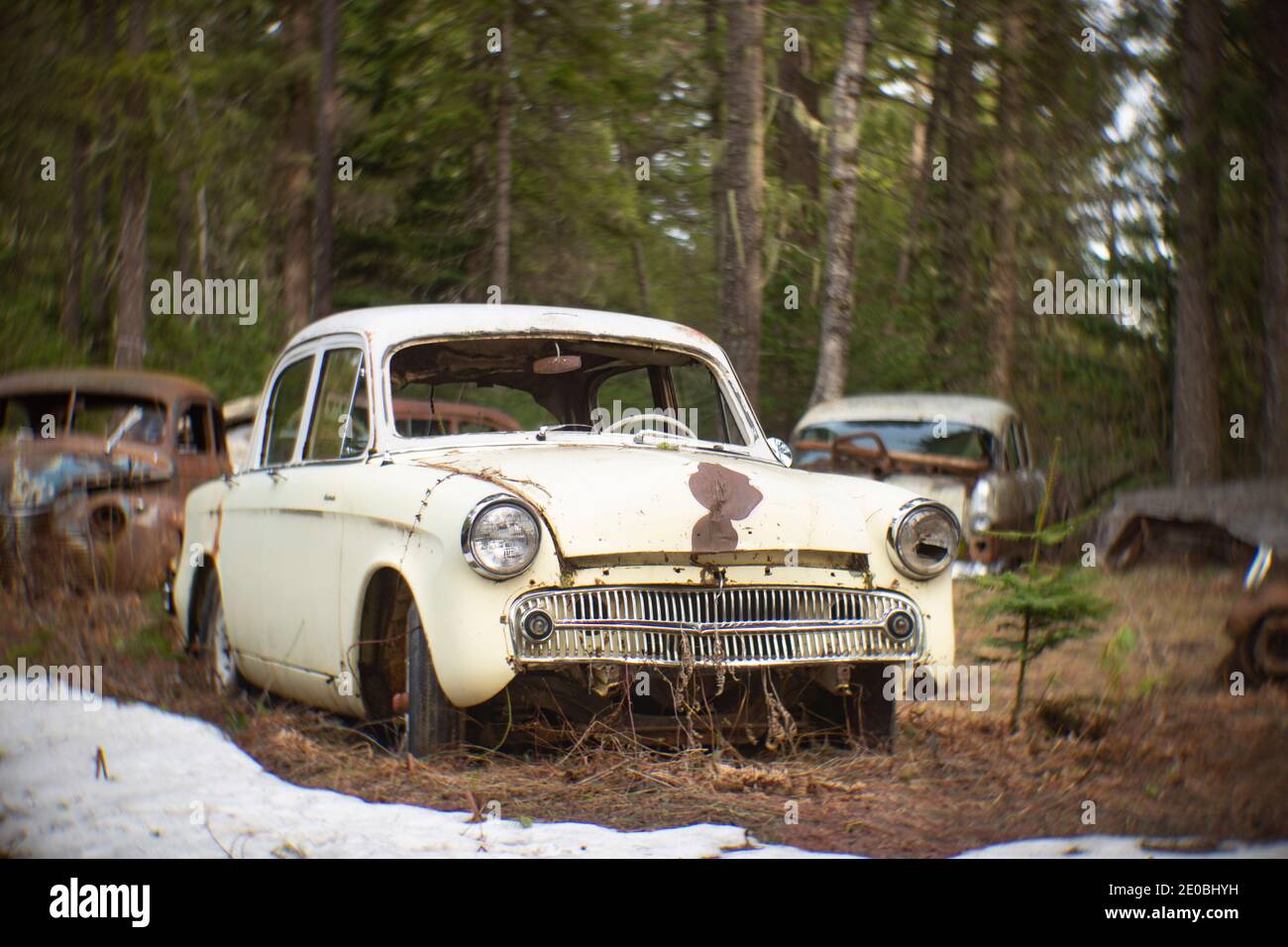 Un 1957 Hillman Minx 4 porte berlina rigida, in una zona boscosa, a Noxon, Montana. Questa immagine è stata scattata con un'antica lente Petzval e mostrerà i segni Foto Stock