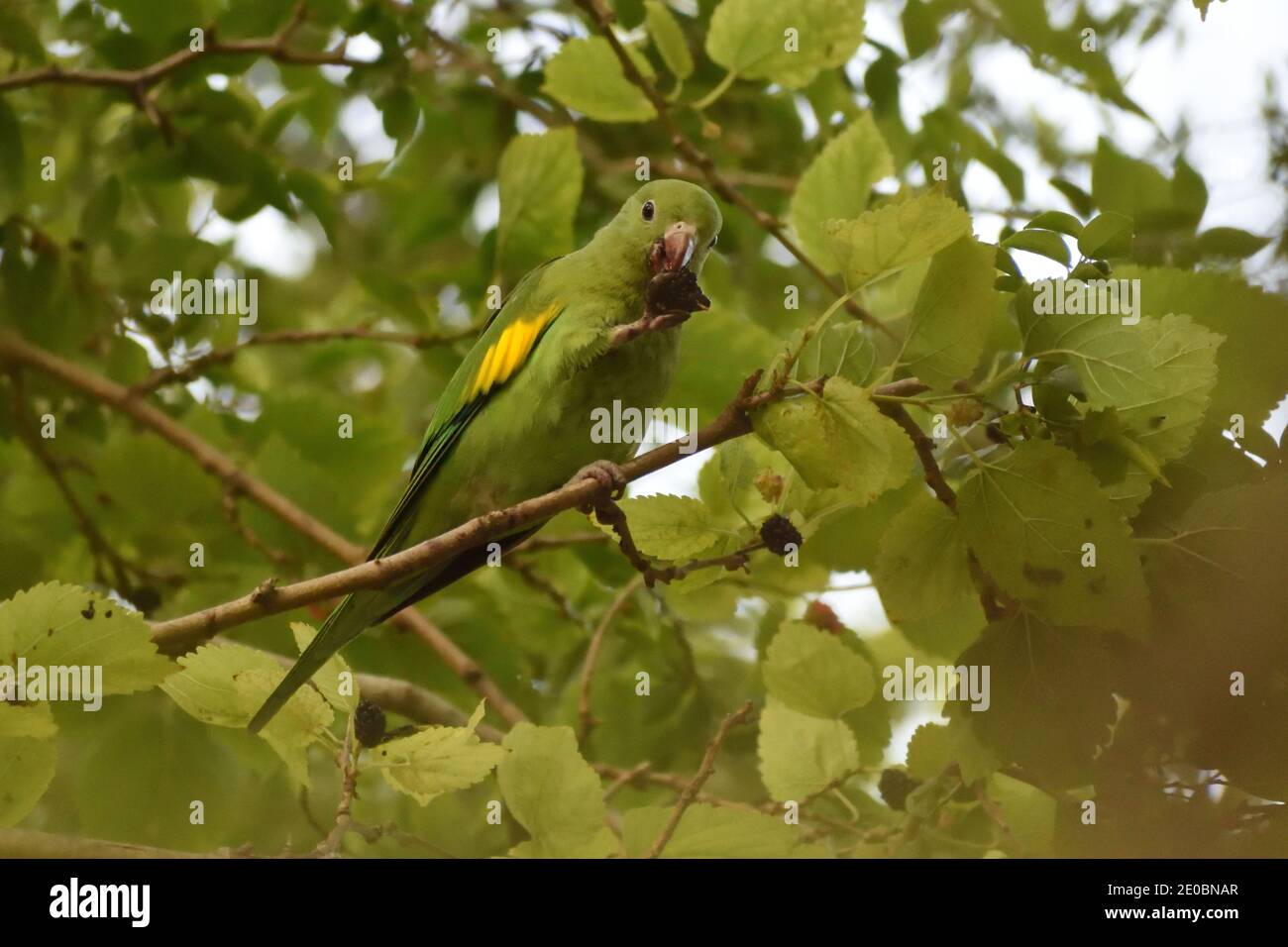 Brotogeris chiriri, Parakeet giallo-chevroned, che si nutrono di more nel selvaggio nella città di Buenos Aires, Argentina Foto Stock