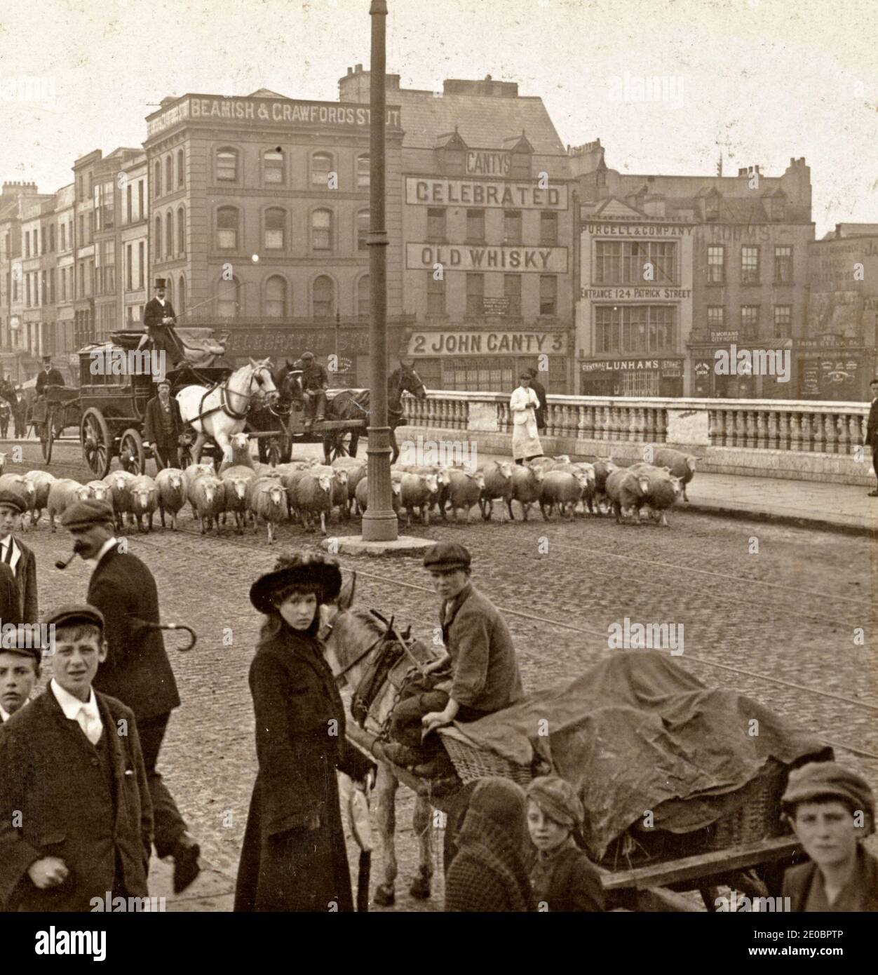 Guidare le pecore al mercato sopra il ponte di St. Patrick's Street, Cork, Irlanda, circa 1905 Foto Stock